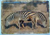 více - Deskové puzzle A4  Afrika - zebry