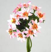 více - Poinsettia kytice 11 květů, dl. 18cm  - růžovo-bílá